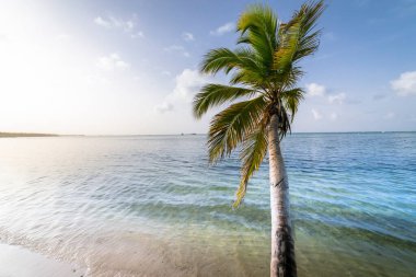 Punta Cana 'da palmiye ağacı ve tropik cennet ve tenha plaj, turkuaz Karayip denizi