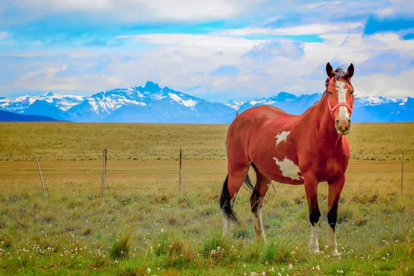 Garanhão Cavalo Selvagem Marrom Mustang Estepe Patagônia Argentina América Sul — Fotografia de Stock