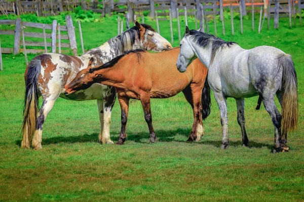 Garanhão Castanho Cavalos Selvagens Mustang Estepe Patagônia Argentina América Sul — Fotografia de Stock