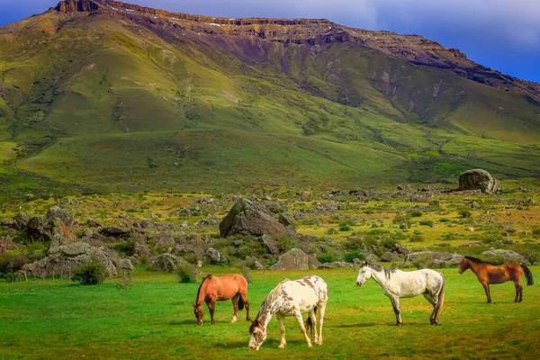 Hřebec Hnědý Divoký Mustang Stepi Patagonia Argentina Jižní Amerika — Stock fotografie