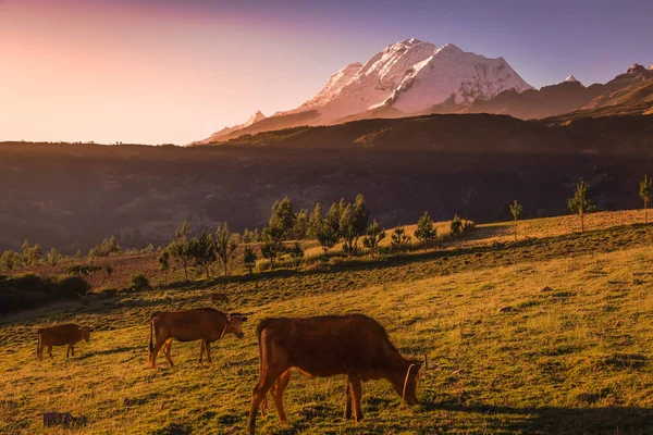 Krávy Huascaran Mountain Masiv Cordillera Blanca Při Východu Slunce Sněhové — Stock fotografie