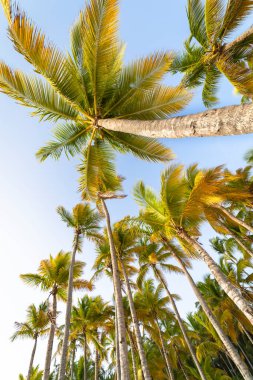 Tropik cennet, güneşli bir günde Punta Cana 'daki cennet Karayip palmiyeleri, Dominik Cumhuriyeti