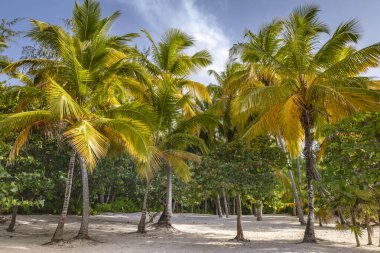 Tropik cennet, güneşli bir günde Punta Cana 'daki cennet Karayip palmiyeleri, Dominik Cumhuriyeti