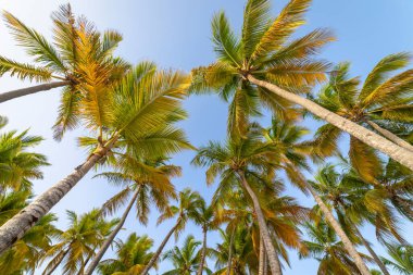 Tropik cennet, güneşli bir günde Punta Cana 'daki cennet Karayip palmiyeleri, Dominik Cumhuriyeti