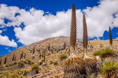 Puya de Raimondi Field and Valley of Carpa, Cordillera Blanca, Ancash Peru And Dağları, Peru
