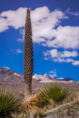 Puya de Raimondi Field and Valley of Carpa, Cordillera Blanca, Ancash Peru And Dağları, Peru