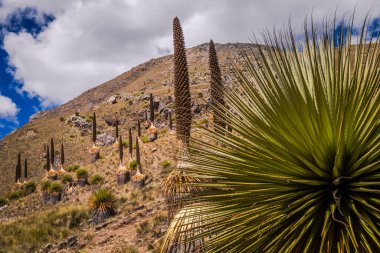 Puya de Raimondi Field and Valley of Carpa, Cordillera Blanca, Ancash Peru And Dağları, Peru