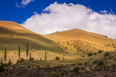 Puya de Raimondi Field and Valley of Carpa, Cordillera Blanca, Ancash Peru And Dağları, Peru