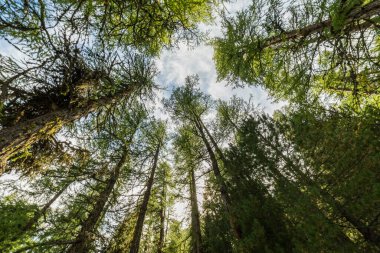 Kozalaklı ağaçların altında doğal desen Graubunden Alpleri, Grisonlar, İsviçre
