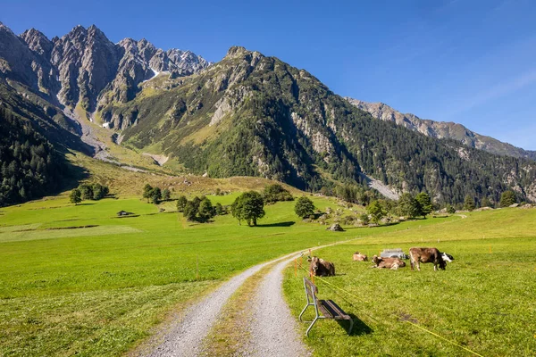 Alpine country road and cows in Engadine valley at sunny springtime, Swiss Alps, Switzerland