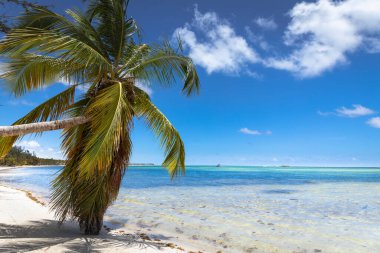 Punta Cana 'da palmiye ağacı ve tropik cennet ve tenha plaj, turkuaz Karayip denizi
