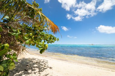 Punta Cana 'da palmiye ağaçları ve tropik cennet ve tenha plajlar, turkuaz Karayip denizi
