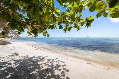 Punta Cana 'da palmiye ağaçları ve tropik cennet ve tenha plajlar, turkuaz Karayip denizi