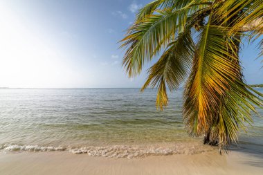 Punta Cana 'da palmiye ağacı ve tropik cennet ve tenha plaj, turkuaz Karayip denizi