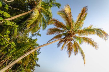 Tropik cennet, güneşli bir günde Punta Cana 'daki cennet Karayip palmiyeleri, Dominik Cumhuriyeti