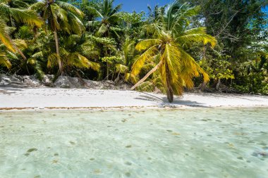 Punta Cana 'da palmiye ağaçları ve tropik cennet ve tenha plajlar, turkuaz Karayip denizi