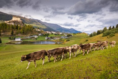 Cows herding and looking at camera, Idyllic landscape of Scuol Tarasp village at sunrise, Engadine, Swiss Alps, Switzerland clipart