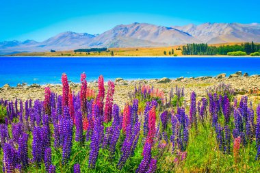 New Zealand Lake Tekapo, Mount Cook snowcapped massif and lupine flowers field in South Island
