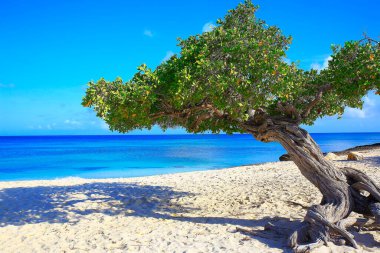Secluded turquoise beach in idyllic Aruba, Caribbean Blue sea, Duth Antilles clipart