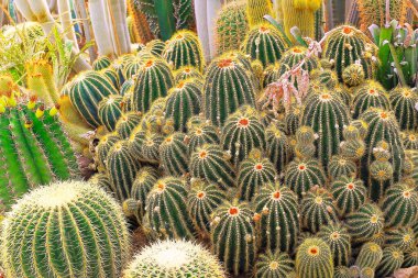 Cactus natural pattern, garden at desert landscape, California, United States