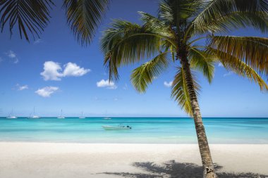 Tropical paradise, sand beach in caribbean Saona Island, Punta Cana, Dominican Republic
