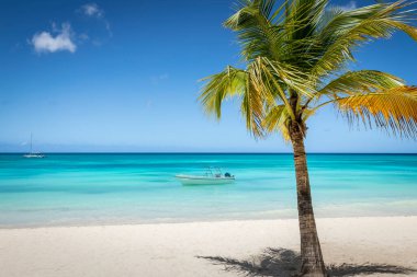 Tropical paradise, sand beach in caribbean Saona Island, Punta Cana, Dominican Republic