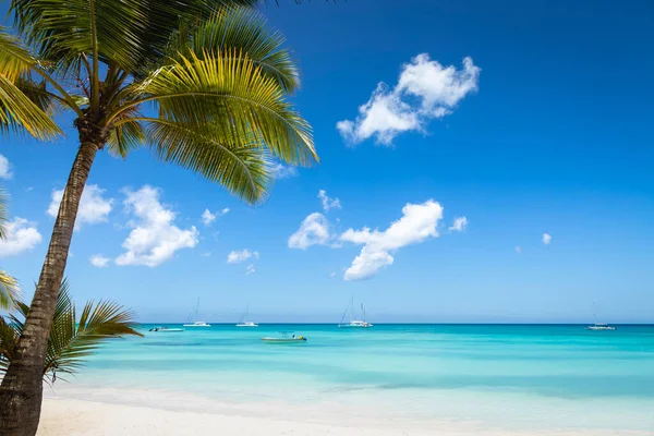 Tropical Paradise Sand Beach Caribbean Saona Island Punta Cana Dominican — Photo