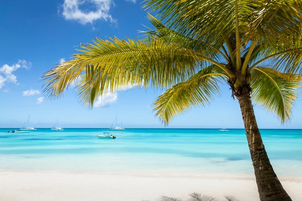 Tropical Paradise Sand Beach Caribbean Saona Island Punta Cana Dominican — Photo