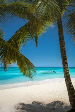 Tropical paradise, sand beach in caribbean Saona Island, Punta Cana, Dominican Republic