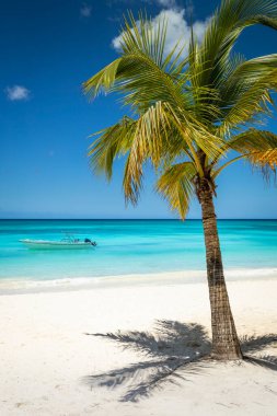 Tropical paradise, sand beach in caribbean Saona Island, Punta Cana, Dominican Republic