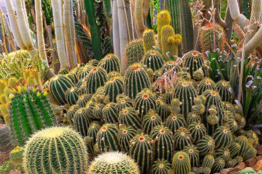 Cactus natural pattern, garden at desert landscape, California, United States