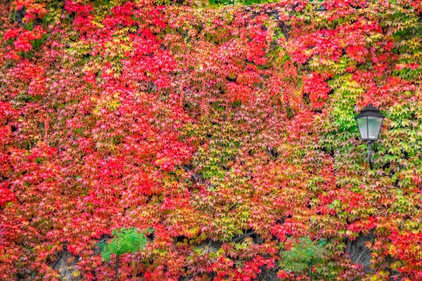 Autumn Foliage Colors Vienna Public Park Landscape Austria — Stock Photo, Image