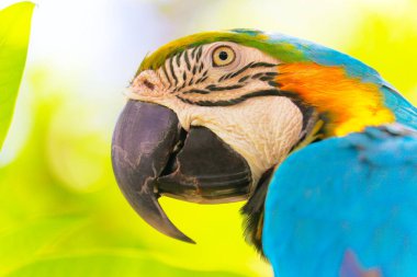 Blue and Yellow Parrot macaw tropical bird on nature background, Pantanal wetlands, Brazil