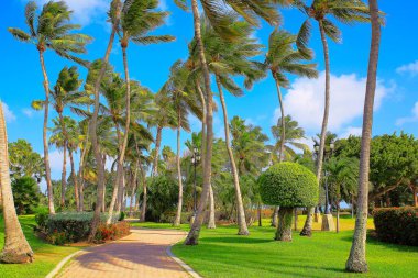 Tropical paradise, idyllic palm trees and footpath in Aruba, Dutch Antilles Caribbean
