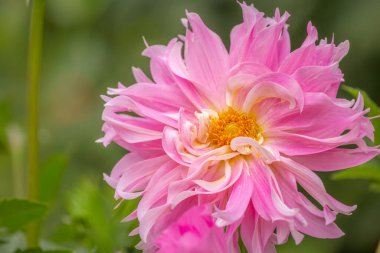 Delicate single chrysanthemum flower head in a bloom, idyllic Giverny gardens at springtime, France