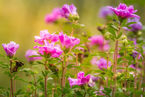 Delicate Single Flowers Head Bloom Idyllic Giverny Gardens Springtime France — Stock Photo, Image