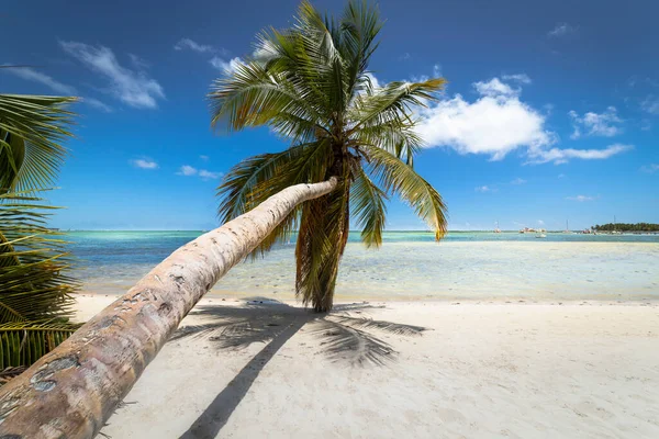 Palmer Och Tropisk Idyllisk Och Avskild Strand Punta Cana Turkosa — Stockfoto