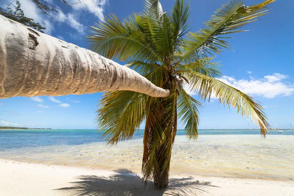 Palmeira Praia Tropical Idílica Isolada Punta Cana Mar Caribe Turquesa — Fotografia de Stock