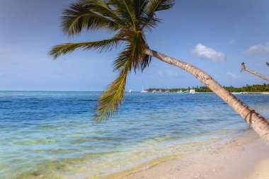 Punta Cana 'da palmiye ağacı ve tropik cennet ve tenha plaj, turkuaz Karayip denizi