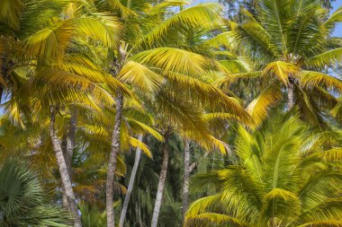 Tropik cennet, güneşli bir günde Punta Cana 'daki cennet Karayip palmiyeleri, Dominik Cumhuriyeti