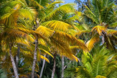 Tropik cennet, güneşli bir günde Punta Cana 'daki cennet Karayip palmiyeleri, Dominik Cumhuriyeti