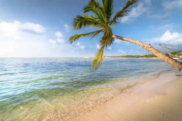 Palmeira Praia Tropical Idílica Isolada Punta Cana Mar Caribe Turquesa — Fotografia de Stock