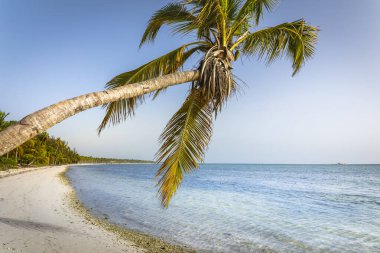 Punta Cana 'da palmiye ağacı ve tropik cennet ve tenha plaj, turkuaz Karayip denizi