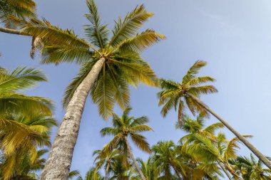 Tropik cennet, güneşli bir günde Punta Cana 'daki cennet Karayip palmiyeleri, Dominik Cumhuriyeti