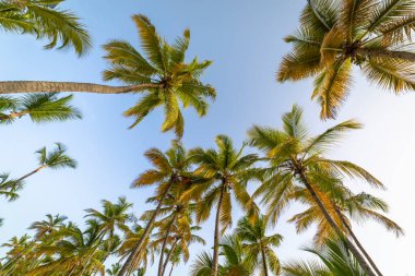 Tropik cennet, güneşli bir günde Punta Cana 'daki cennet Karayip palmiyeleri, Dominik Cumhuriyeti