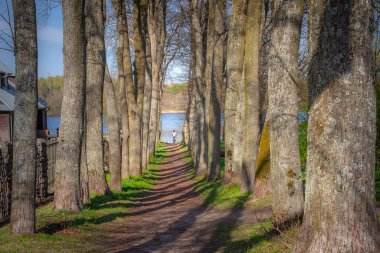 Cycling on treelined path through majestic autumn leaf colors of beech trees, Lithuania