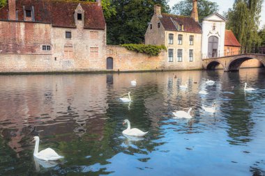 Idyllic Public park near Beguinage monastery with swans and ducks, Bruges, Belgium