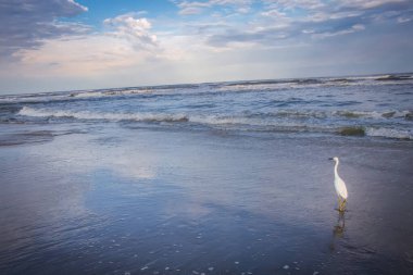 Heron egret standing on beach in Torres at dramatic evening, Rio Grande do Sul, Brazil