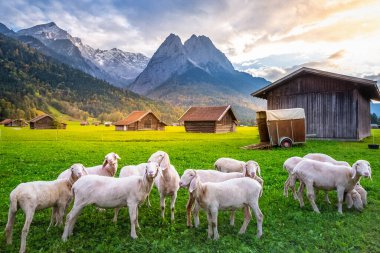 Sheeps and Bavarian alps with rustic farm barns, Garmisch Partenkirchen, Zugspitze massif, Bavaria, Germany