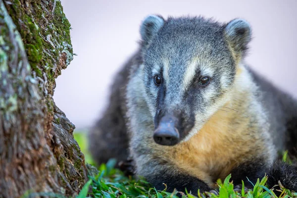 Exotic and cute Coati Raccoon relax in Iguazu Park, Argentina, border with Brazil